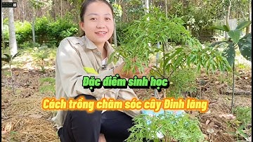 Đặc Điểm Sinh Học Và Cách Trồng Cây Đinh Lăng | Nông Dược Tĩnh Sáng Đường
