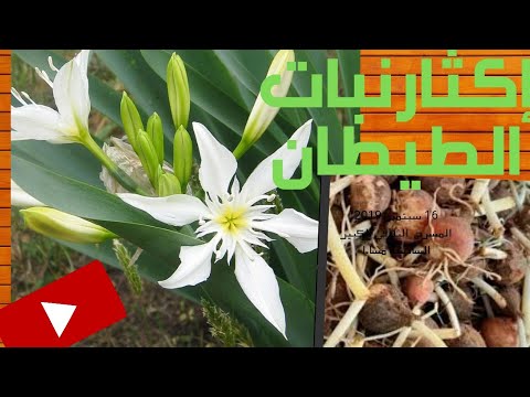 Video: Gloriosa-liljan siementen istuttaminen: vinkkejä Gloriosa-liljojen kasvattamiseen siemenistä