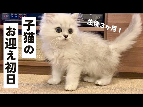 お迎え初日！ふわふわ子猫がやってきた Kitten’s first day home