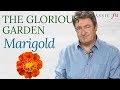 Marigold | The Glorious Garden | Classic FM