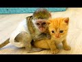 Baby monkey Susie does not let dad cat hiss at loud meow kitten while mom cat feeds kittens.