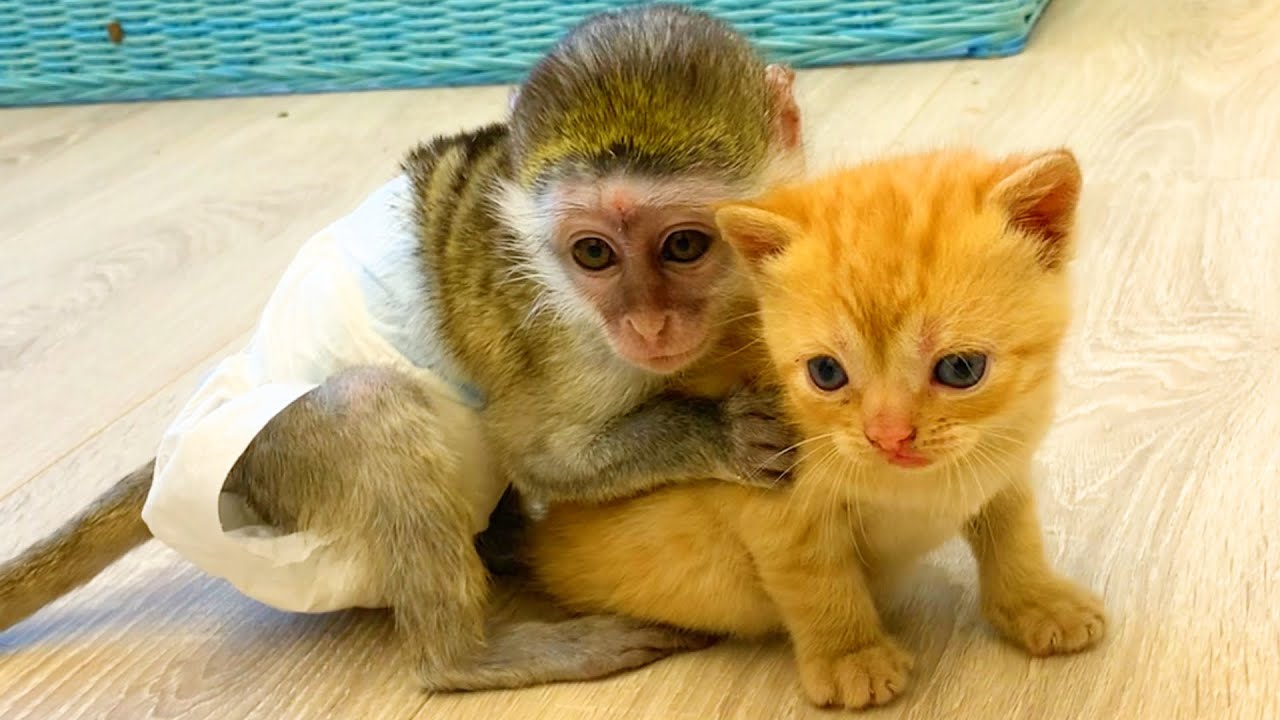 Baby monkey Susie does not let dad cat hiss at loud meow kitten while mom cat feeds kittens. - YouTube