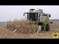 Claas Lexion 650 mit Conspeed 6-75 fc beim Maisdreschen