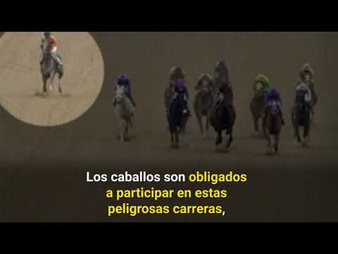 Video: ¿Por qué las carreras de caballos no son crueles?