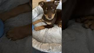 Love me more than your dog? Hmmm…. #kelpie #dog #bear