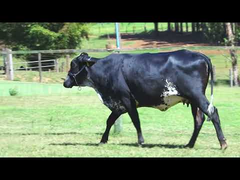 LOTE 176 5428CO