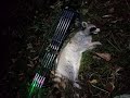 Raccoon killed with no sights on my bow!