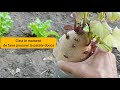 La patate douce  de la germination  la plantation 2022