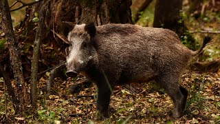 Family of wild boars in an oak forest | Film Studio Aves