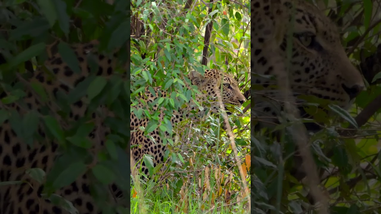Stealthy Leopard.🌍Masai Mara 