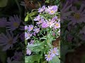 Blue aster | outdoor plant SA_garden#plants #flowers #garden #nature