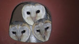 Barn Owl Nest Box for Macadamia Orchard Rat Control