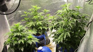 S3:E5 Autoflower cannabis grow, featuring Purple Kush, Industrial Plant CBD, and Dark Devil