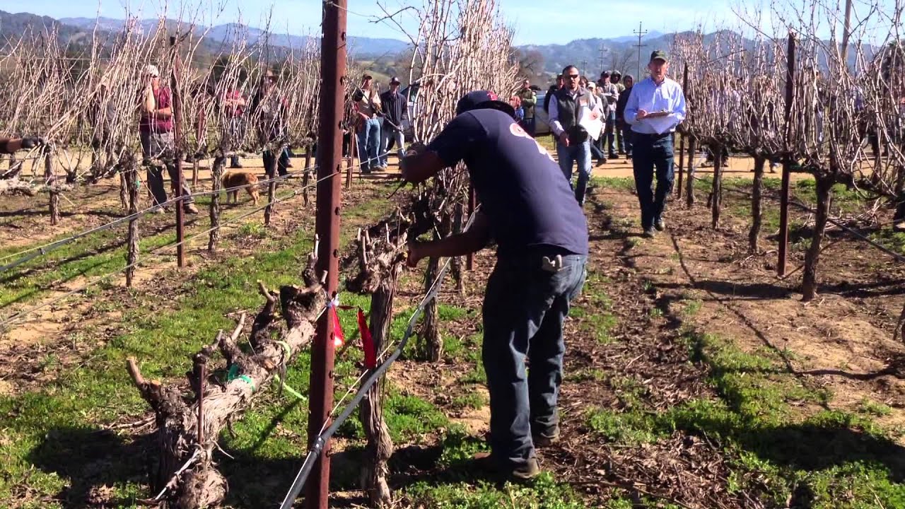 pruning grapevines at a regional sonoma county pruning how to prune grape