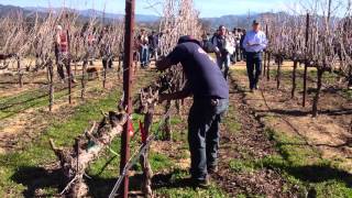 Pruning grapevines at a regional Sonoma County pruning competition
