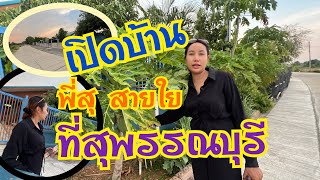 เปิดบ้านพี่สุ สายใย - ตั๋วแฟนว่าจั่งใด๋ ที่สุพรรณฯ อากาศดีมาก