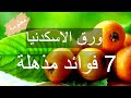 ورق الاسكدنيا 7 فوائد مذهلة 
