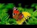 #0113 - 花のブルース - 森進一 - cover