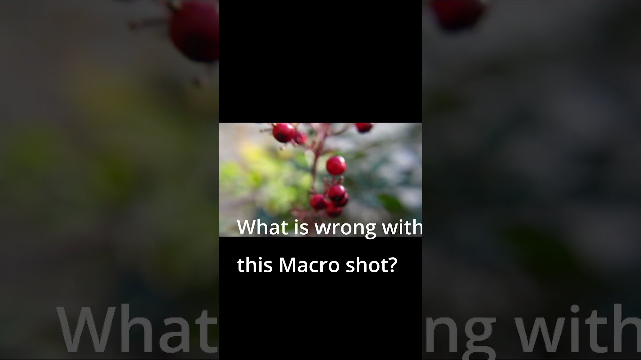 Macro shot on Sony ZV1. What is wrong with this shot?! Help me to get better!!