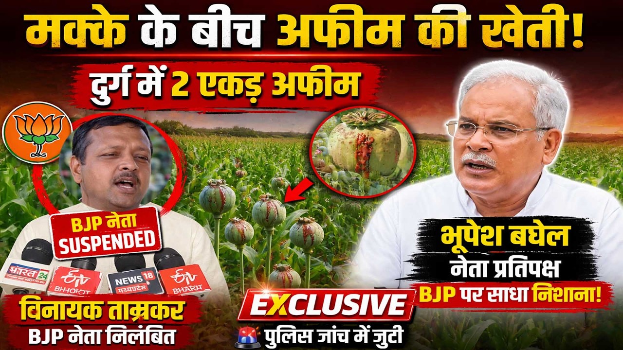 दुर्ग में 2 एकड़ अफीम की खेती! BJP नेता सस्पेंड, मौके पर पहुंचे भूपेश बघेल