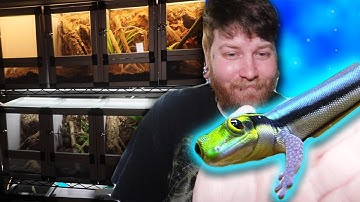 I Built A Wall Of Bioactive Planted Enclosures For My Micro Geckos