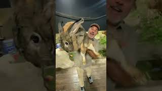 Biggest Rabbit in the world | Duniya ka sbse bada khargosh #shorst #animals #short #rabbit #pets