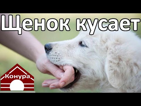 Щенок кусается/ как  спастись / агрессивный щенок