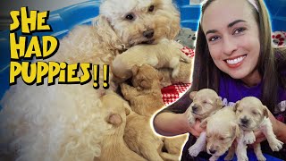 Toy Goldendoodle Puppies - Opening their eyes for the first time! by Lost Down Yonder 1,076 views 9 months ago 8 minutes, 6 seconds