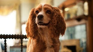 Lady And The Tramp 2019 Ladys New Collar Eu Portuguese