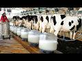 How Modern USA Dairy Farms Work | Fully Automated Milking System + Milk Production Process