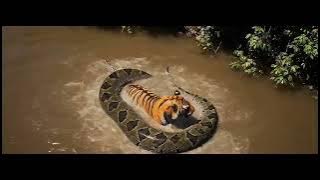 Anaconda Coils Meet Tiger’s Claws Shocking Wild Attack Scene.