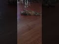 #cat#love#meaow