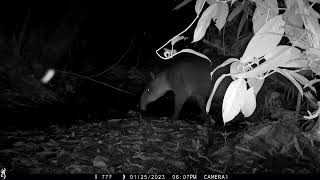 Female Baird&#39;s Tapir poops in the creek and passes in front of the camera trap - January 25, 2023