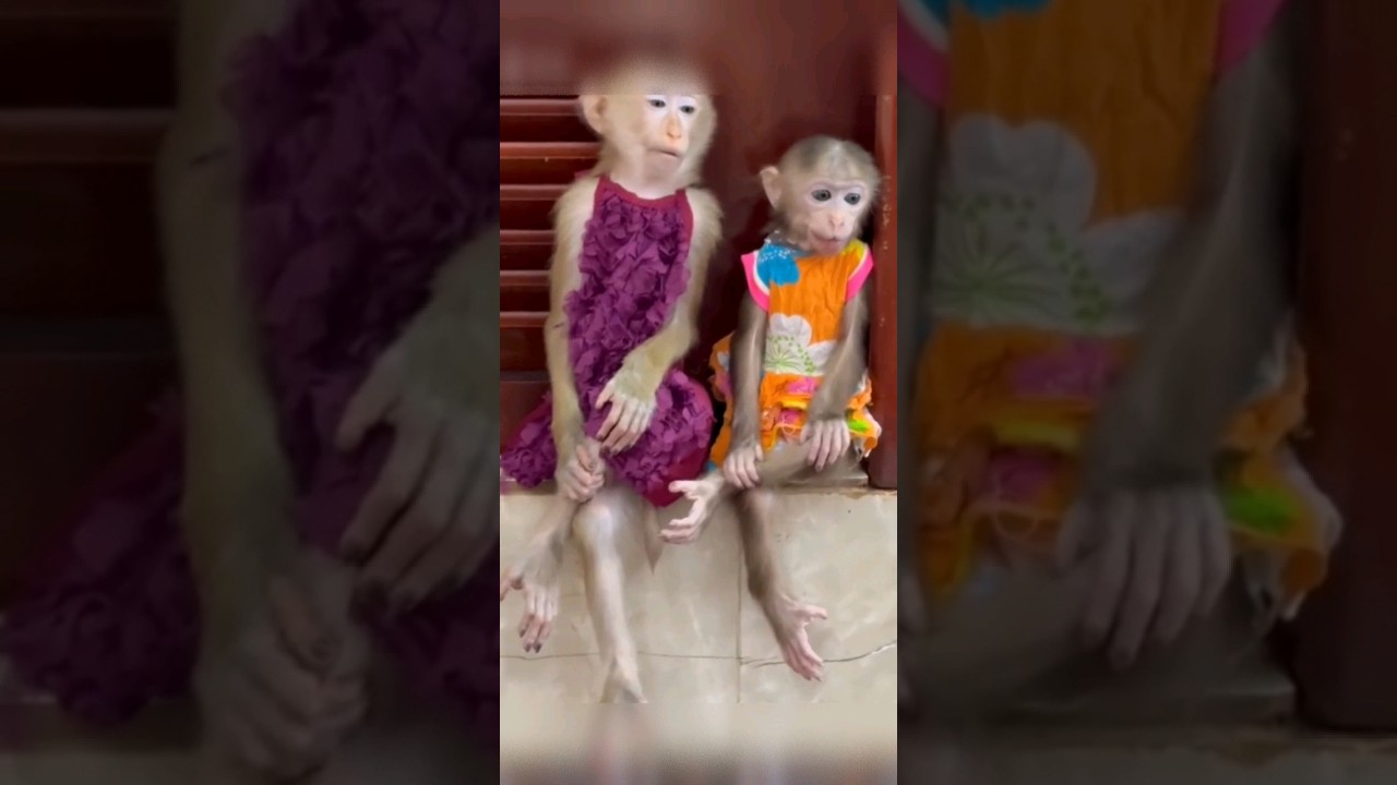 Sitting style of two monkeys 