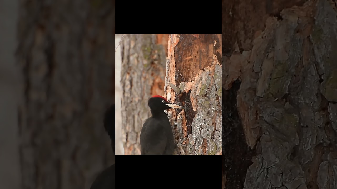 Intimate Glimpse: Close Up on Woodpecker on Tree