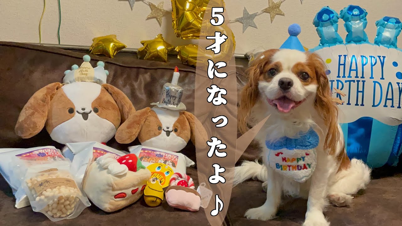 愛犬の誕生日を大好きなお店でお祝いして来ました‼︎