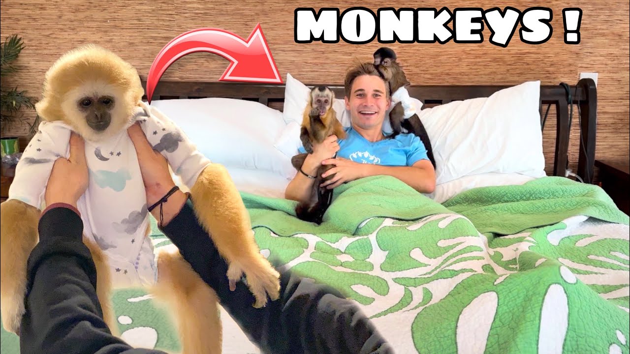 WAKE UP with ME & MY MONKEYS !