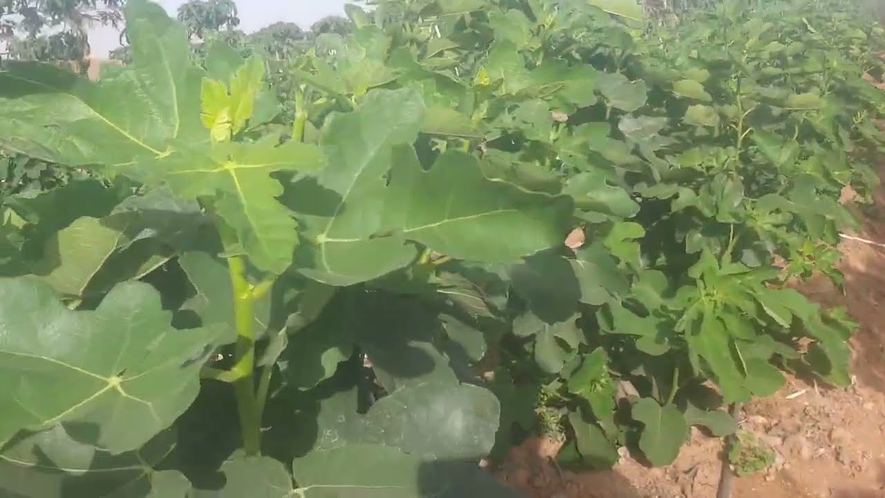 الحلقة رقم١ اهم المعاملات لسرعة نمو وزيادة انتاج أشجار التين