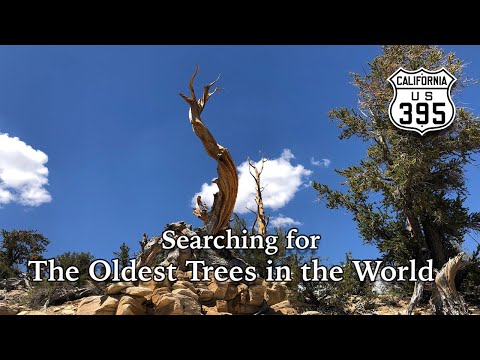 Video: Hvor findes bristlecone fyrretræer?