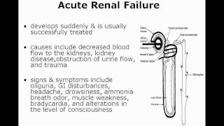 Ch 11 Urinary System Part 1