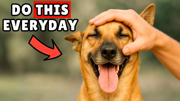 20 SURPRISING Science-Backed Ways To Make Your Dog HAPPIER