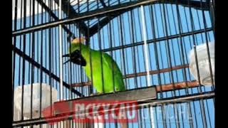 Cucak ijo isian gelatik batu
