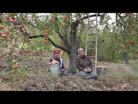 Video: Elma Toplama - Elmalar Ne Zaman ve Nasıl Hasat Edilir