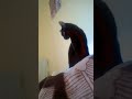 فيقو كاملين ولا نحيح Chats Drôles Cat النظافه اكسبلور 