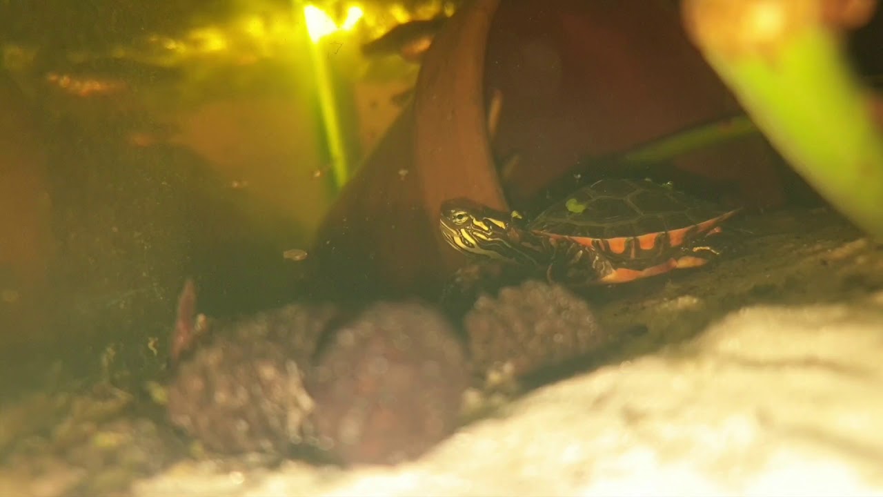 Chrysemys (picta) dorsalis