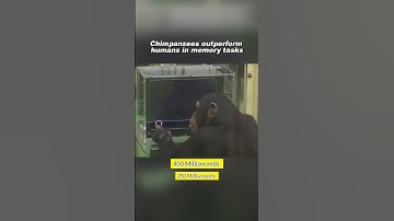 Chimps beat humans in this Memory Test