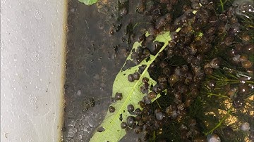 Ốc Giống Bươu Đen Và Nguồn Thức Ăn : Trại Ốc Nguyễn Cường 0919748192