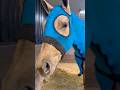 Spider-Man horse? #mare #horses #equestrian #quarterhorse