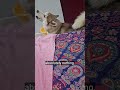 #husky #music #viral #views #pets #dog