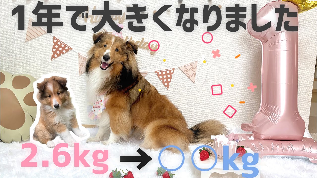 【誕生日】1歳になりました！-成長記録-【シェルティ】
